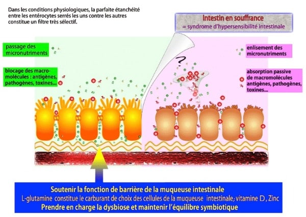 Perméabilité intestinale